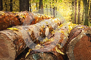 Wet fallen yellow leaves lie on tree logs in the forest, October day