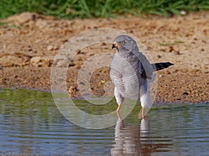 Wet feet after good rains