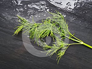 Wet fennel on a black background.