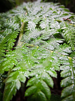Wet fern after rain. Taken along the footpath towards Liffey Falls in Tasmania