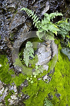 Wet Ferns and Moss