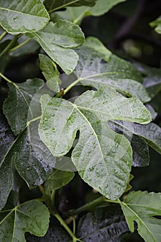 Wet fig leaves