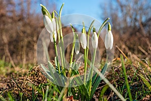 Wet first flowers as snowdrops in early Spring morning at forest in Germany, closeup, details