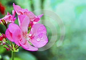 Wet flower