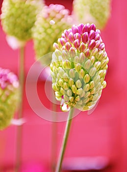 Wet flower buds. Allium sphaerocephalon.