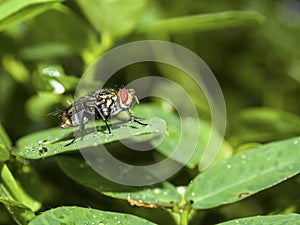 Wet fly on the green leaf of Arachis pintoy
