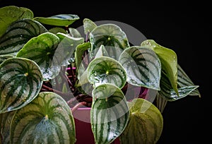 Wet foliage of a peperomia peperomia argyreia houseplant