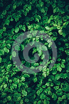 Wet foliage textures and backgrounds