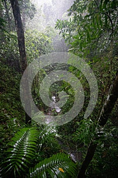 Wet foliage track in the Mossman gorge in Queensland, Australia