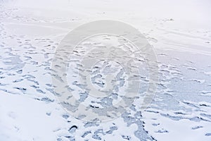 Wet footprints in the snow on the surface of a river