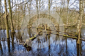 Wet forest in the Netherlands
