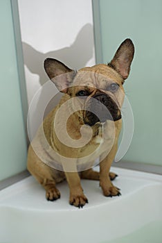 Wet french bulldog does not want to wash and climb into the water