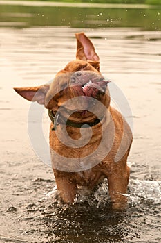 Wet french mastiff dog shaking in water