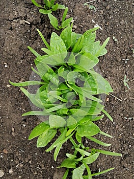 A garden row of fresh green spinach photo
