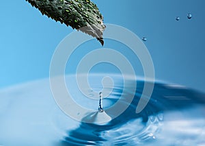 Wet fresh leaf of the plant above the water surface with a splash of water. A drop of water with a green leaf on a blue sky