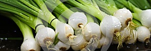 Wet fresh spring onion bunches background, banner, texture top view. Spring onion closeup with water drops. Greenery