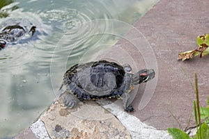 Wet freshwater turtle crawled out of the pond on rock