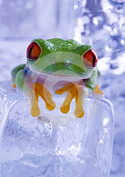 Wet frog