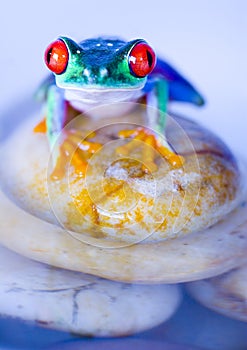 Wet frog