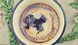 Wet frog in a old pot
