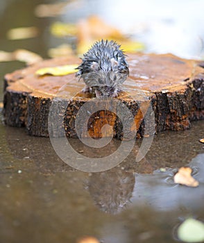 Wet and frozen hamster sitting on a piece of wood