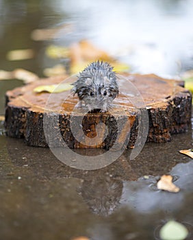 Wet and frozen hamster sitting on a piece of wood