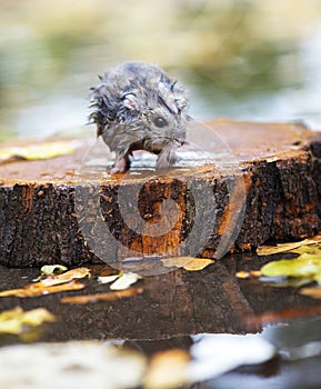 Wet and frozen hamster sitting on a piece of wood in the middle of water