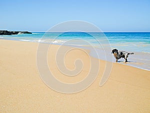 Wet furry dog walking on the beach