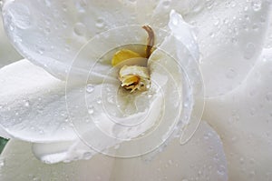 Wet Gardenia