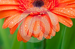 Wet gerbera