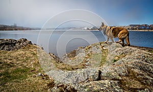 Wet German Shepherd Dog standing by Quidi Vidi Lake