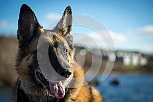 Wet German Shepherd Dog standing by Quidi Vidi Lake