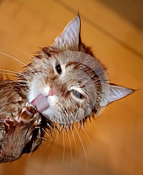 Wet ginger cat is licking its paw after bathing