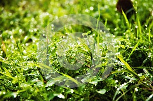 Wet glistening grass photo