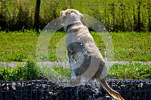 Wet Golden Labrador dries off