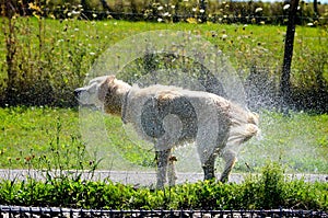 Wet Golden Labrador dries off