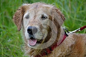 Wet golden retriever