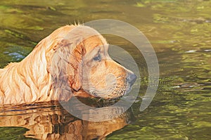 Wet Golden Retriever dog swimming on waters of a lake