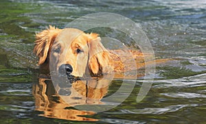 Wet Golden Retriever dog swimming on waters of a lake