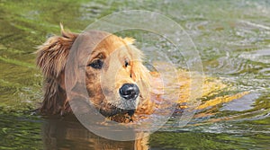 Wet Golden Retriever dog swimming on waters of a lake