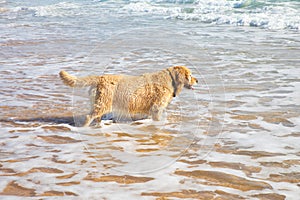 Wet golden retriever dog walking in the ocean water