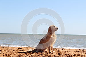 Wet golden retriever, dog wet, dog looking not at you, beach, sun sea and dog