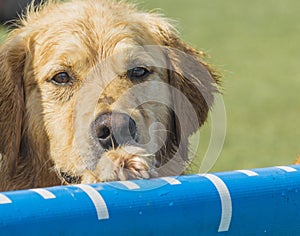 Wet Golden Retriever Face with Paw On Side of Dock Diving Pool