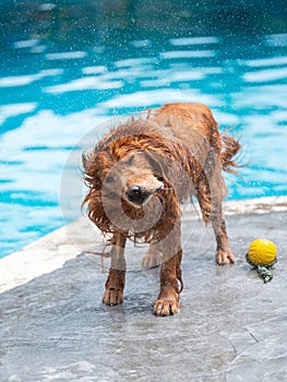 Wet golden retriever flicking water by the pool