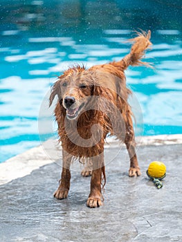 Wet golden retriever flicking water by the pool