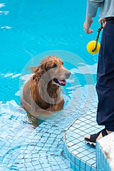 Wet golden retriever playing in the swimming pool