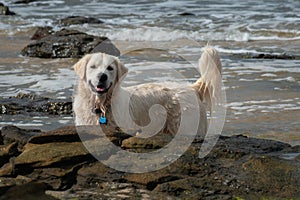 A wet Golden Retriever puppy dog playing on the sea foreshore