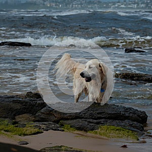 A wet Golden Retriever puppy dog playing on the sea foreshore