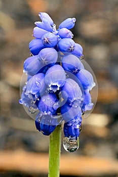 Wet Grape Hyacinth Flower
