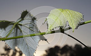 Wet grapevine